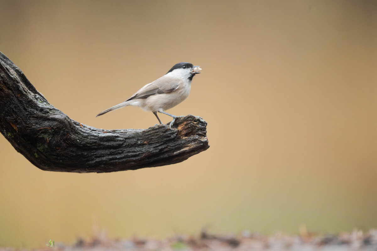 Marsh Tit 1.jpg