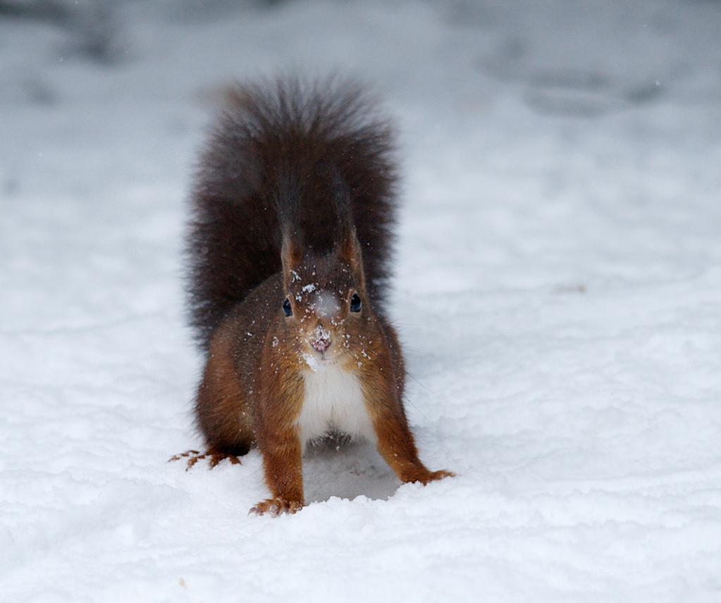Martins Eichhörnchen