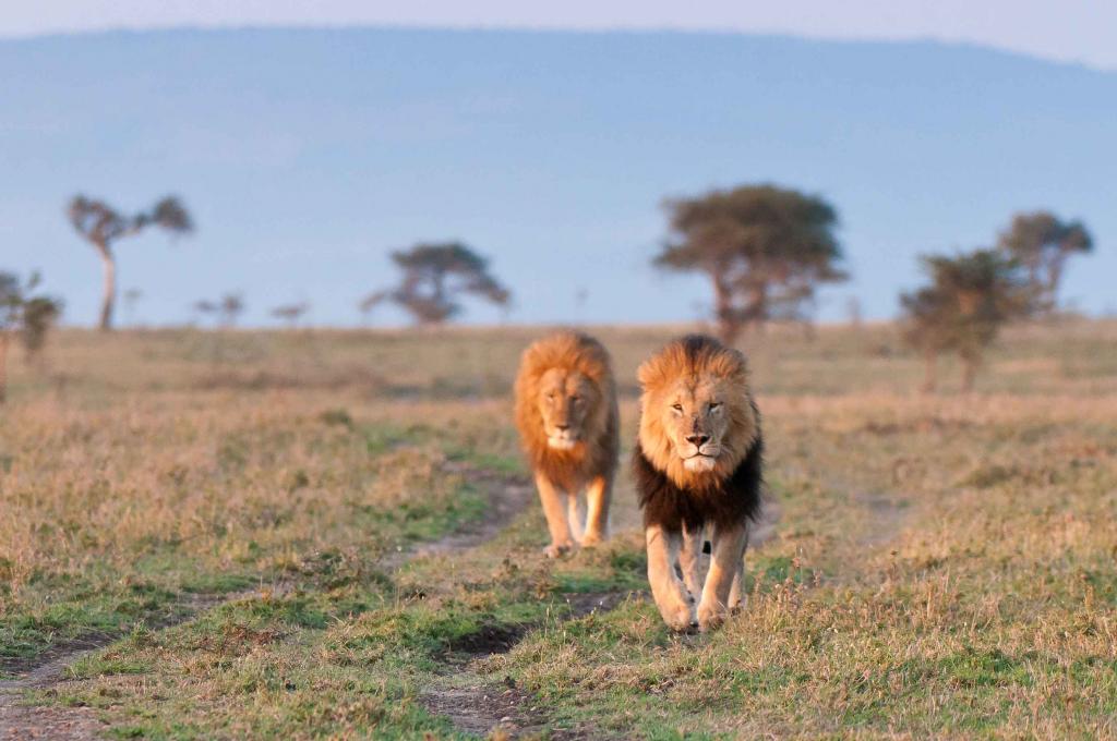Masai Mara Löwen