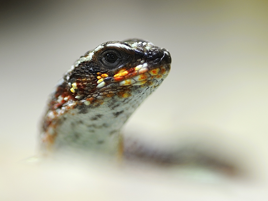 maskenleguan