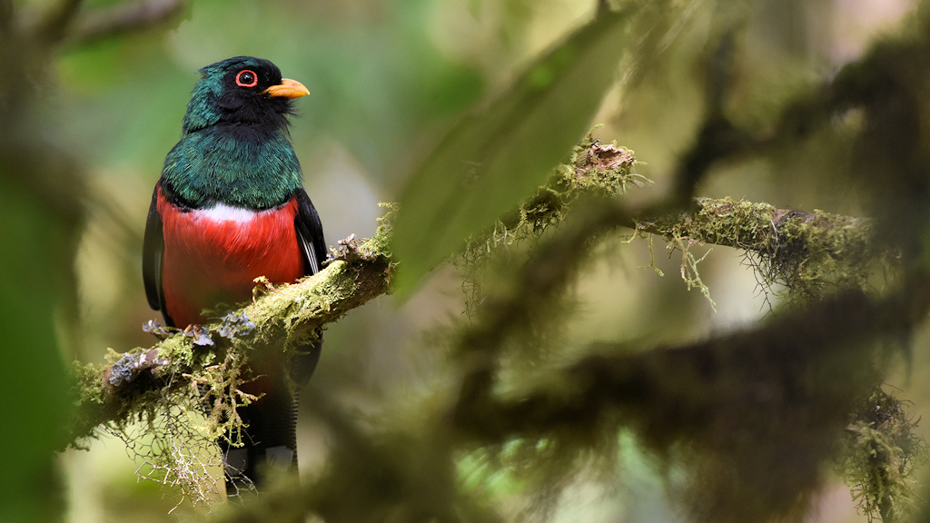 Maskentrogon, Bella Visata Cloud Forest
0568