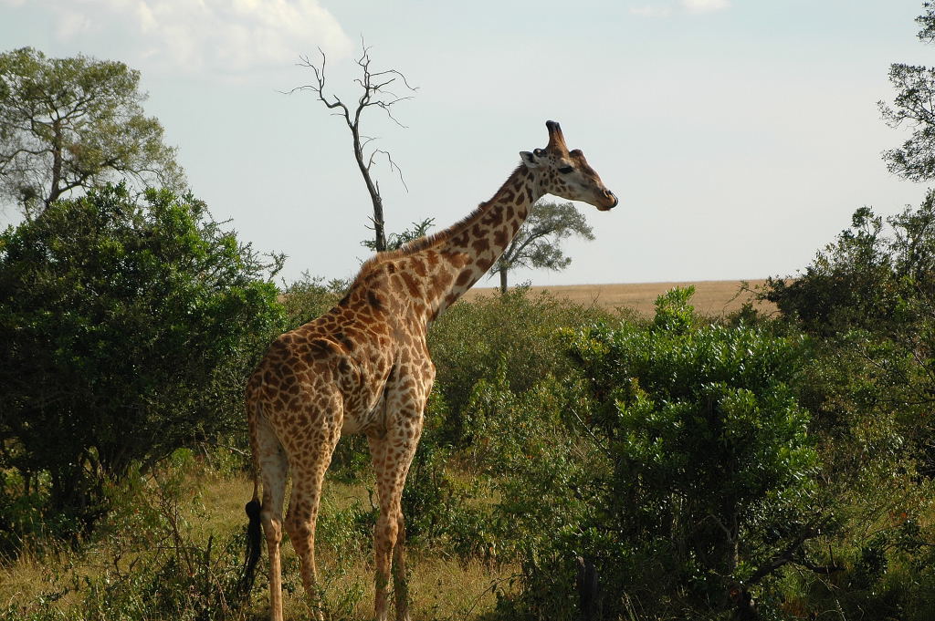 Massai Giraffe