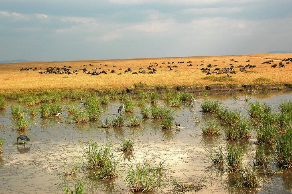 Massai Mara NP