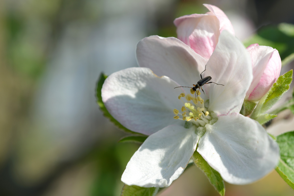 Mattschwarzer Blütenbock_apfelblüte.jpg