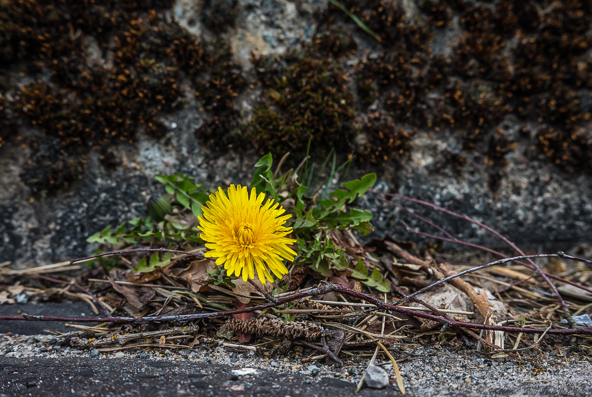 Mauerblümchen bringen Farbe -1-1.jpg