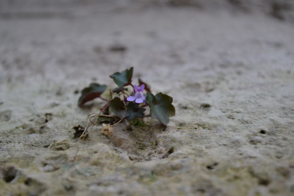 Mauerblümchen