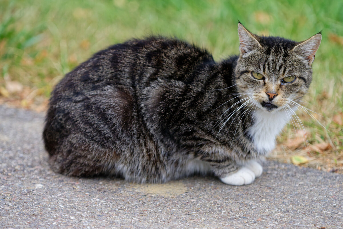 Maunzi 01