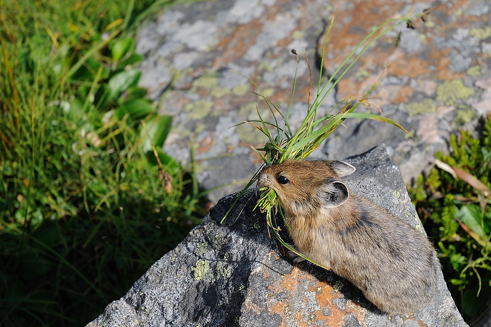 Maus