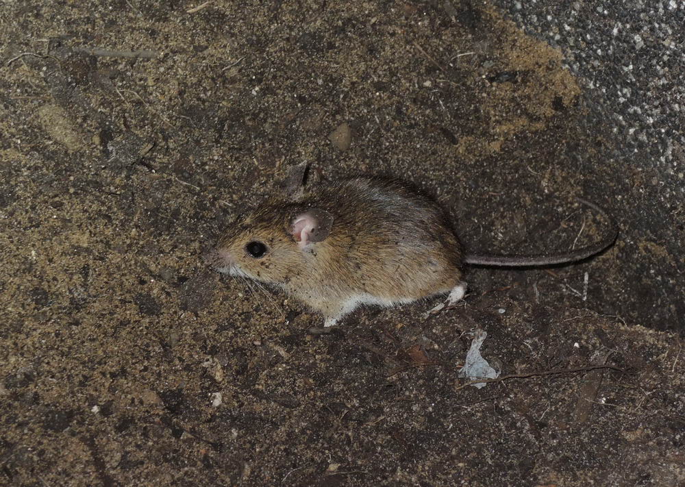 Maus2535