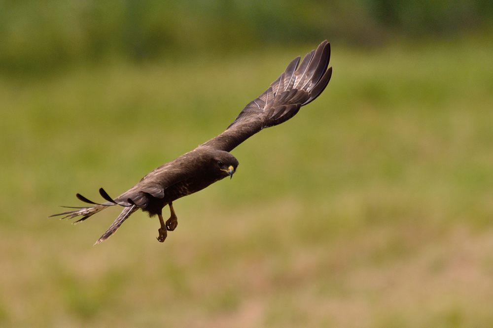 Mausebussard 2015 11636