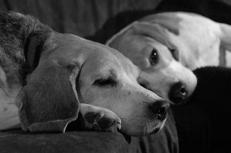 Max und Henry