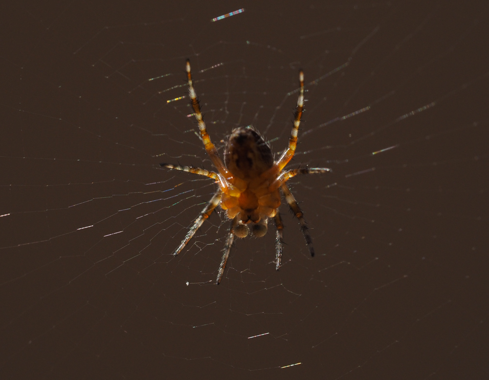 ME SC P8040071 Clip
Spinne 5mm lang. Kamera: Olympus OMD-EM10.
Objektiv: Olympus 2,8/60 Makro. Aufnahme vom Stativ
mit Autofokus, da sich das Netz ca.