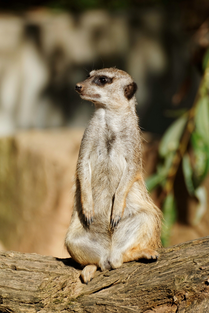 Meditation