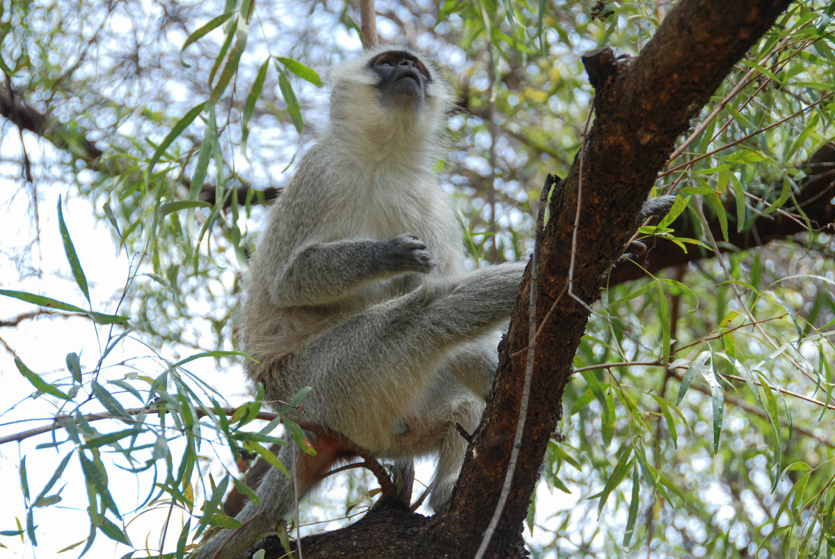 Meerkatze Südafrika.jpg