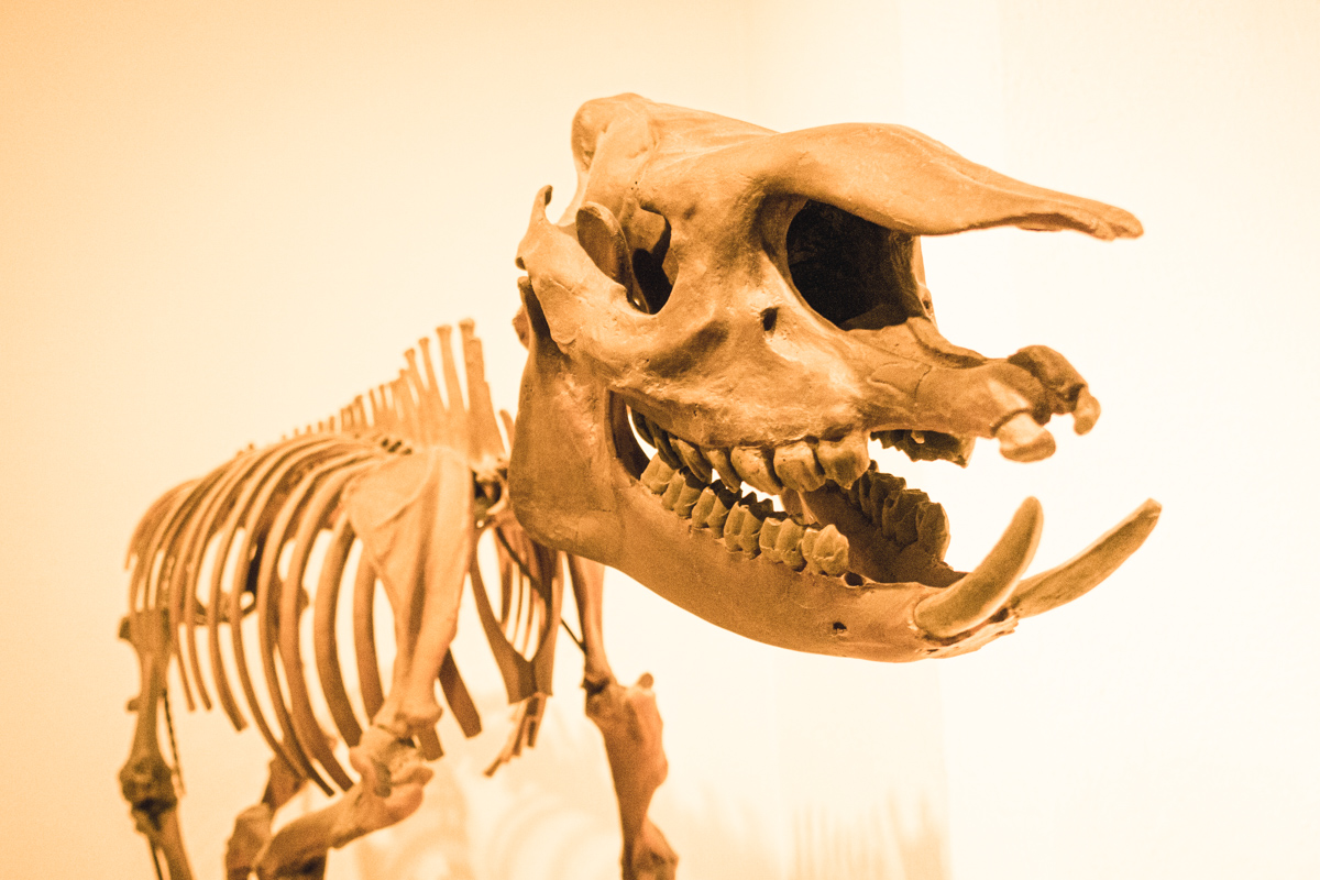 Megadingsbums rex