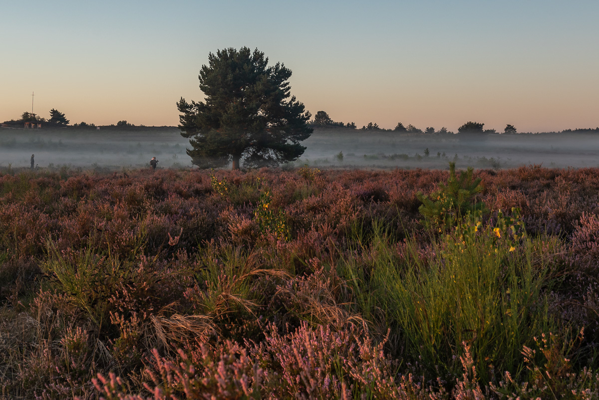 Mehlinger_Heide_006.jpg
