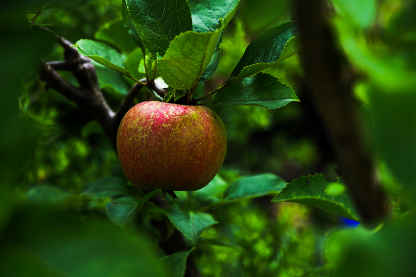 Mein erster eigener Apfel... am Minibaum.jpg