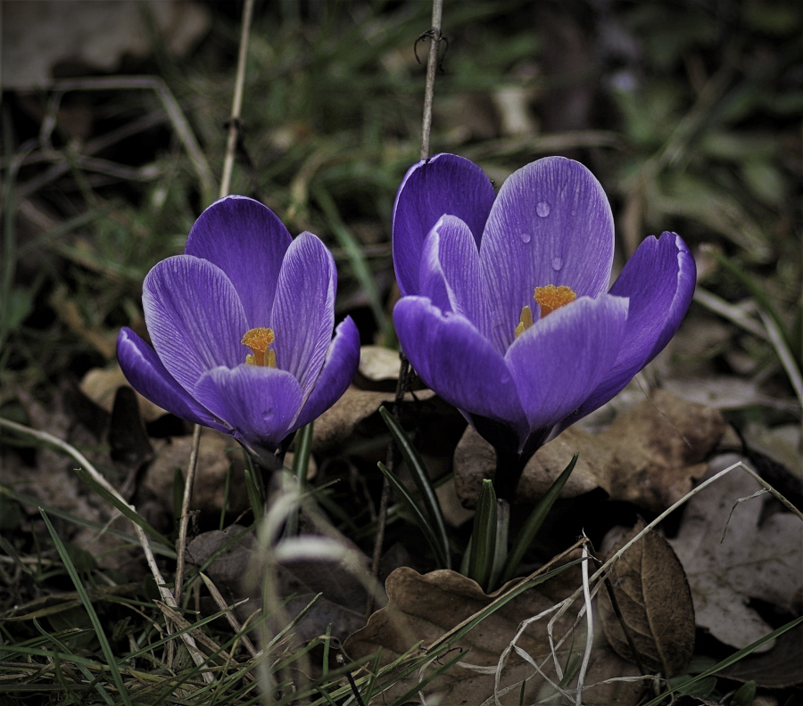 Mein heutiger Blick auf den Frühling 2.jpg