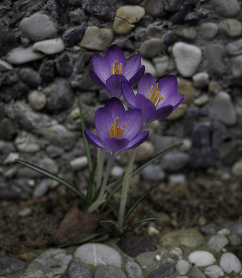 Mein heutiger Blick auf den Frühling.jpg