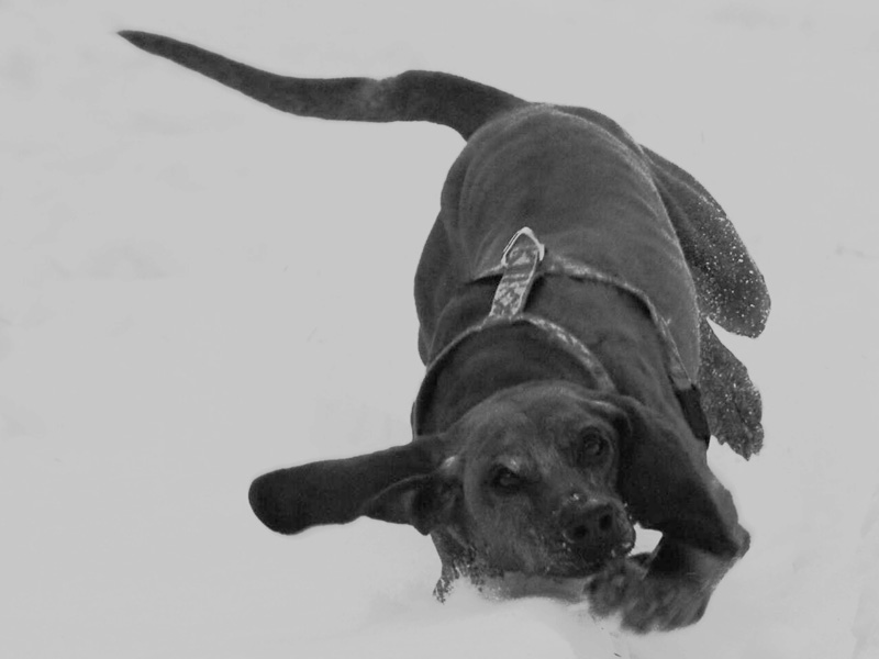 "Mein Hund fällt auf die Schnauze"

letztes Jahr passierte dieses Schneemalheur... Schnappschuss bei dems leider an der Qualität hapert...