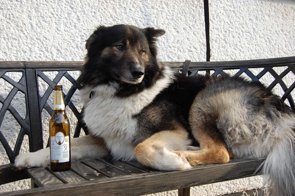 Mein Hund trinkt gerne Bier