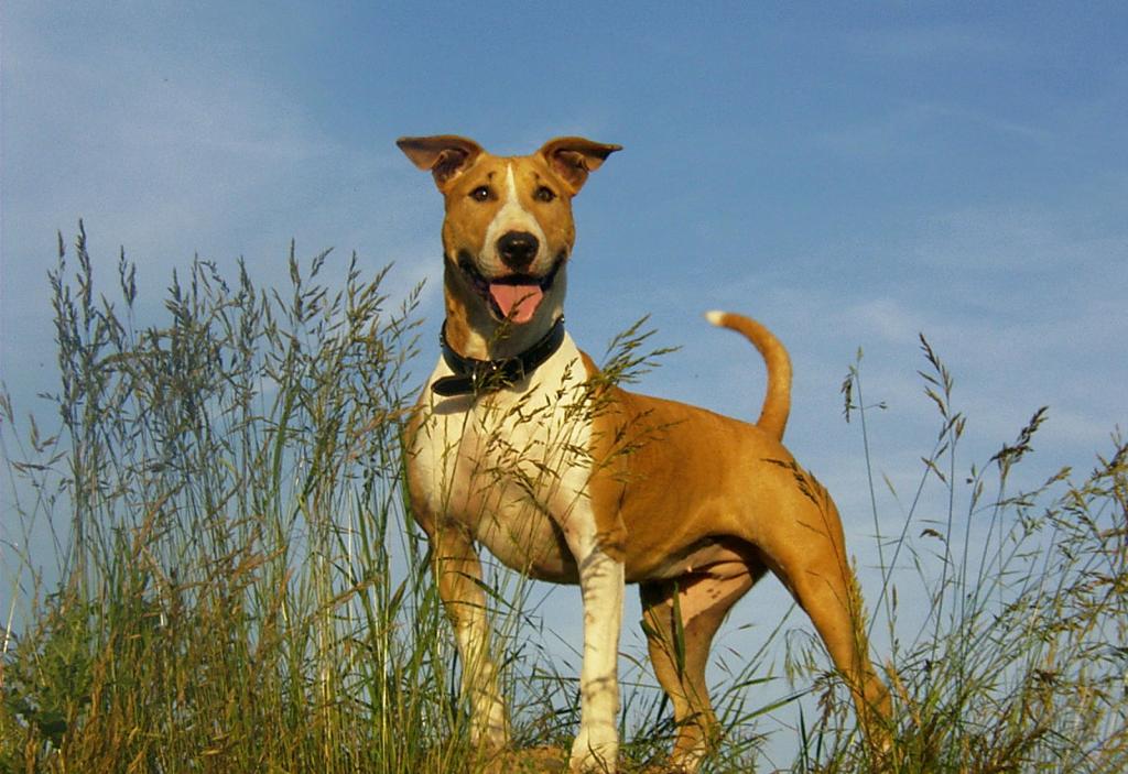 Mein Hund