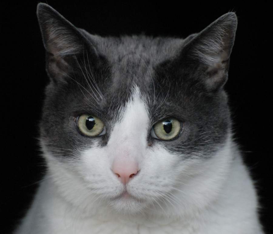 Mein kleiner frecher Kater Bommel