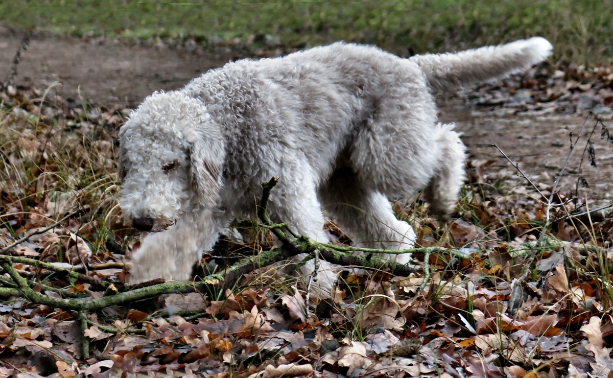 Mein kleiner Stöberhund.jpg