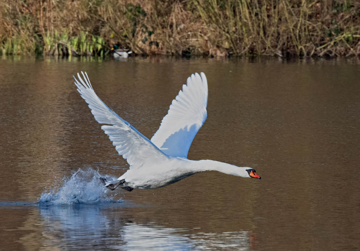 Mein lieber Schwan - 2.jpg