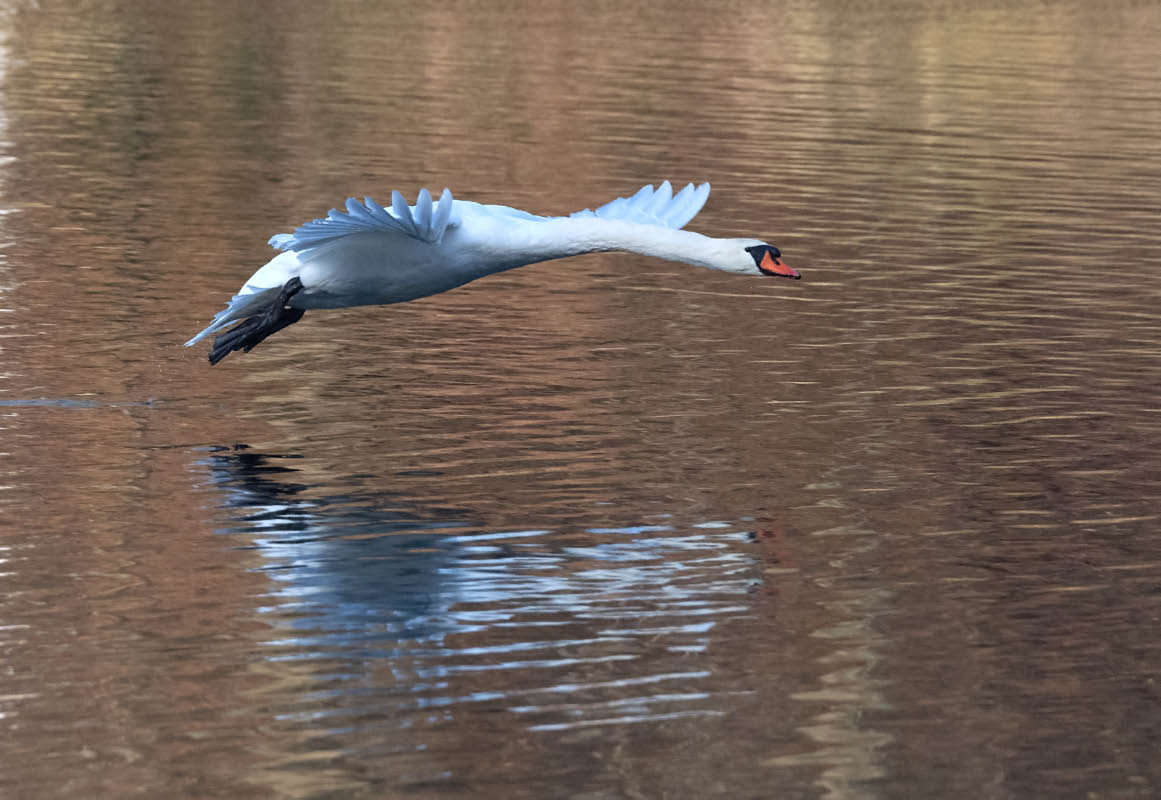 Mein lieber Schwan - 3.jpg