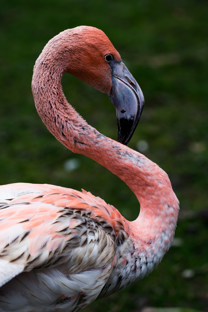 mein Name ist Flamingo
