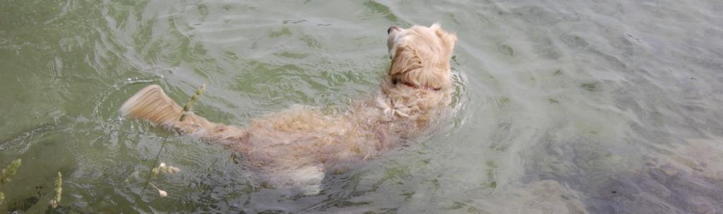 Mein Seehund ;)