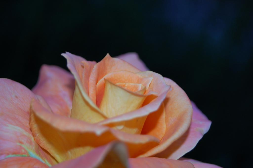 Meine erste Blume