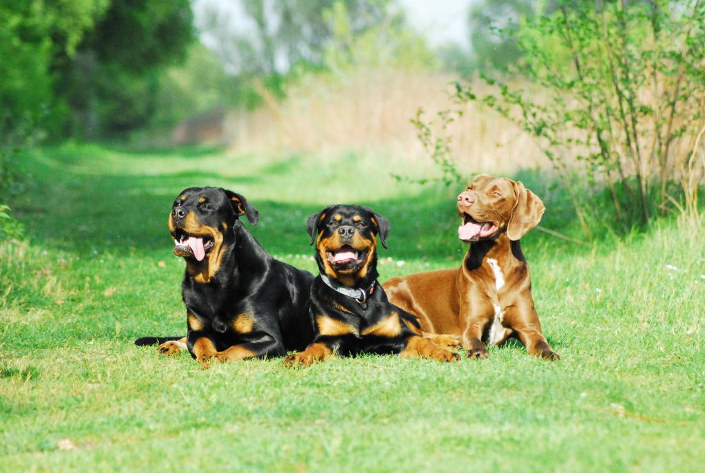 Meine Jungs.......
