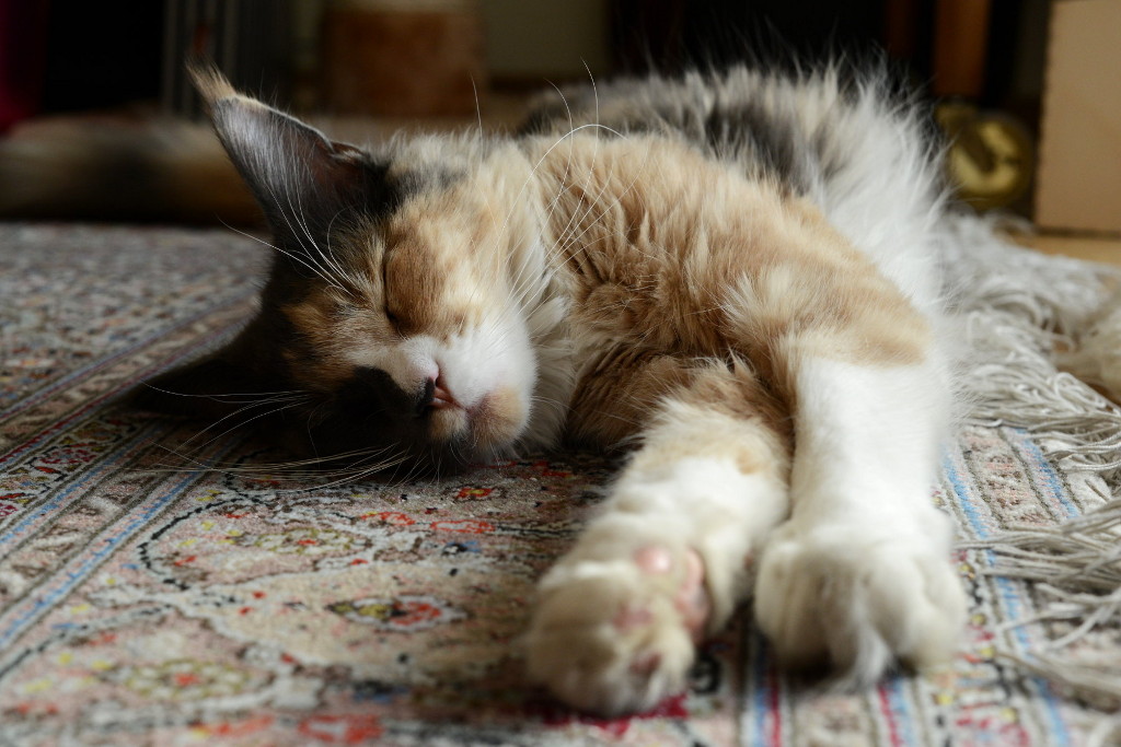 meine Katze Kenia