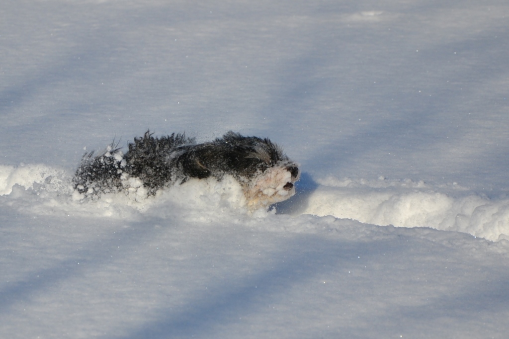Meine kleine Tinka kämpft sich durch. Wer braucht schon einen Schneeflug!