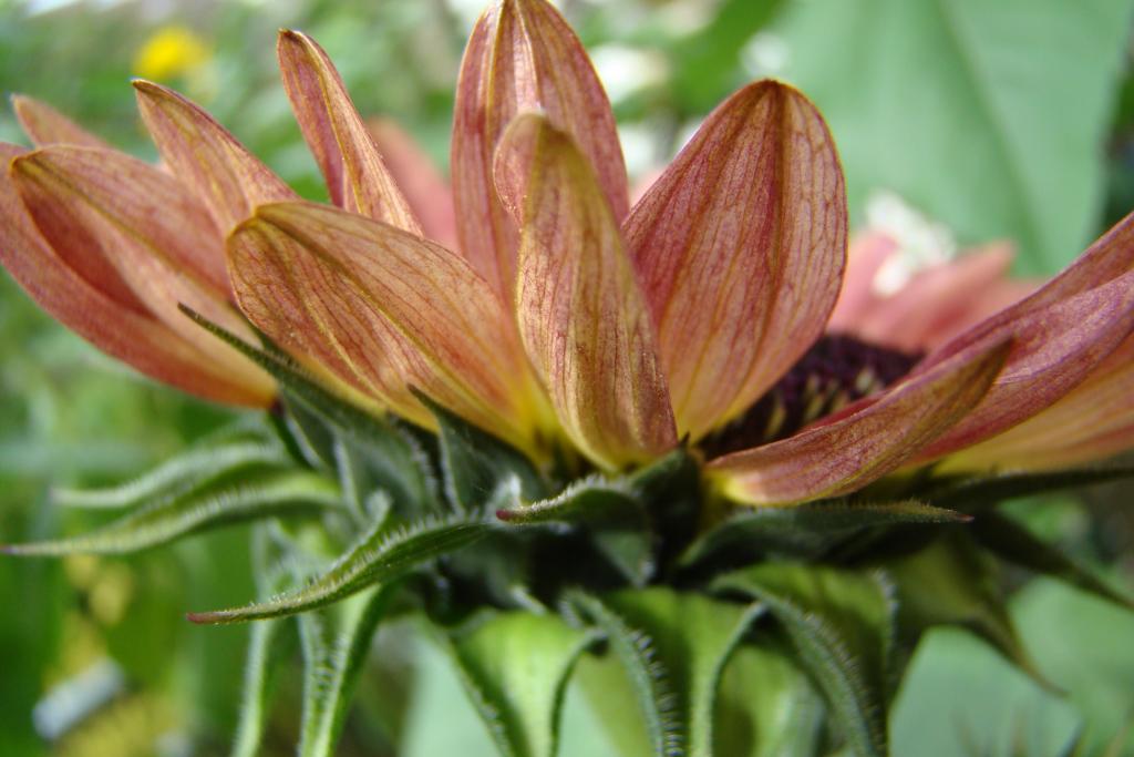 meine selbstgezogene Sonnenblume