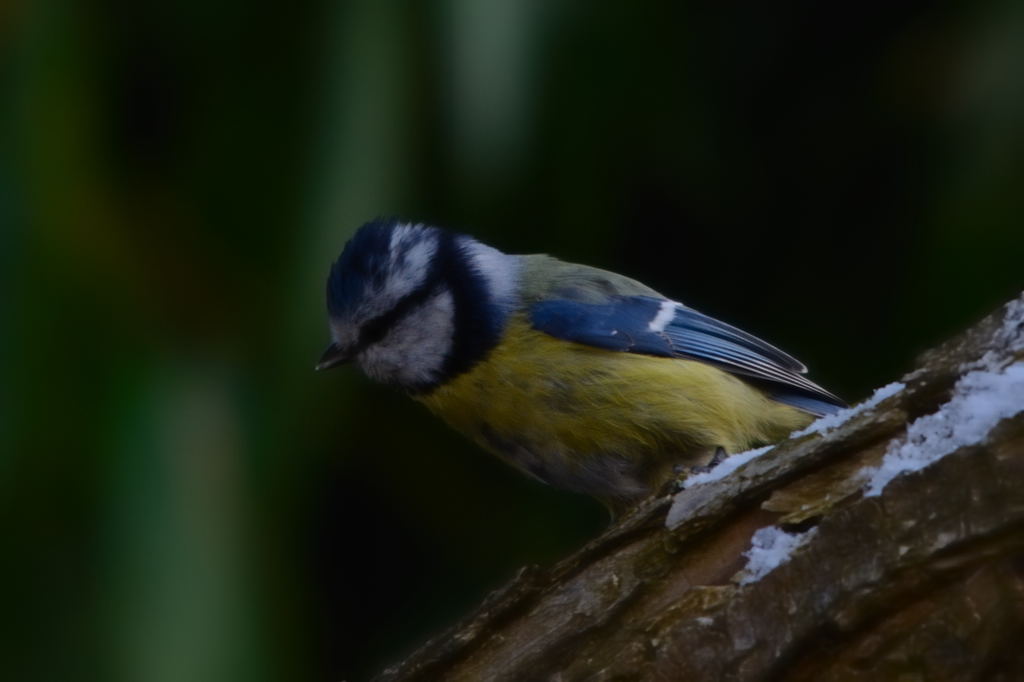 Meise aus dem Garten