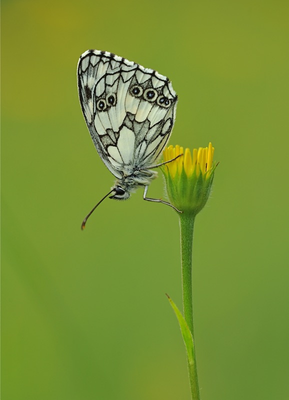 MER 7381