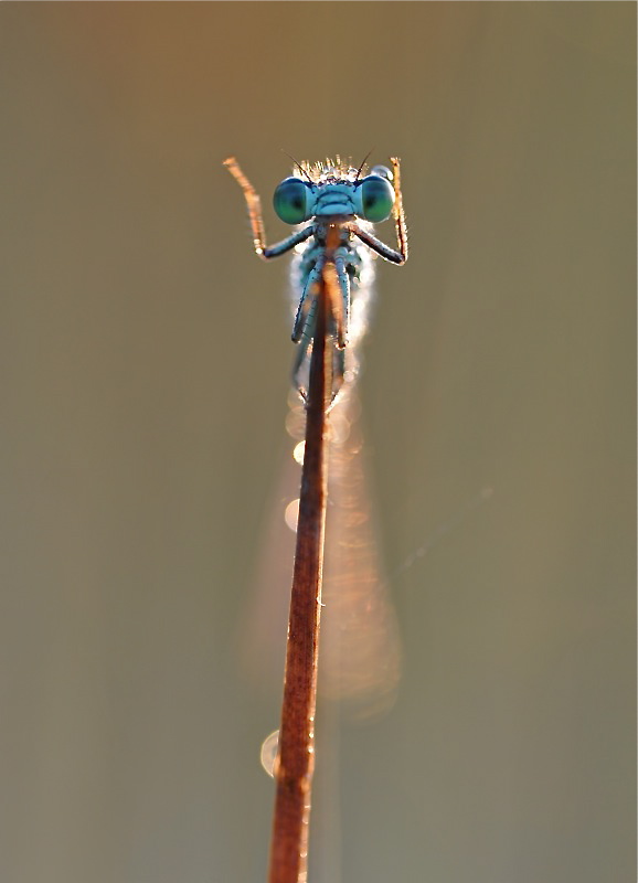 MER 7552