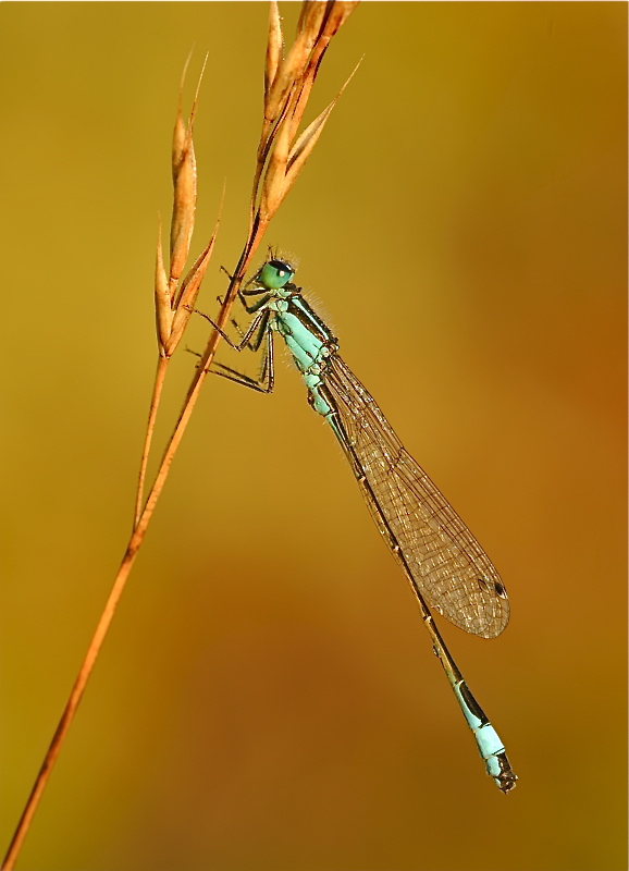 MER 7565