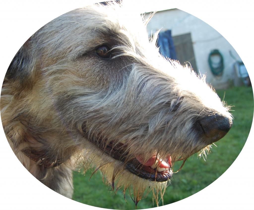 Merle