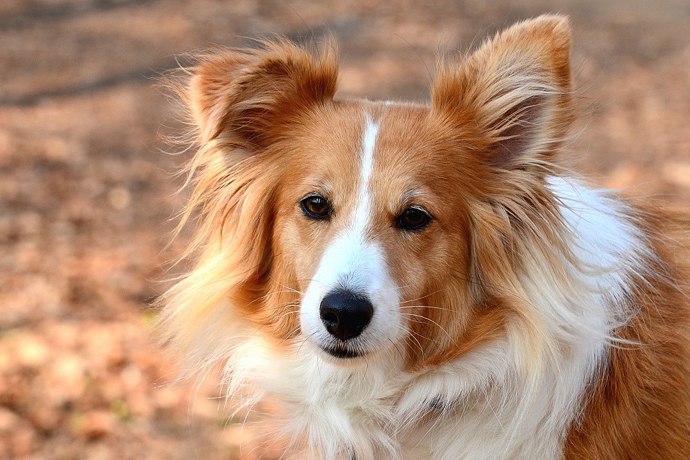 Merleportrait