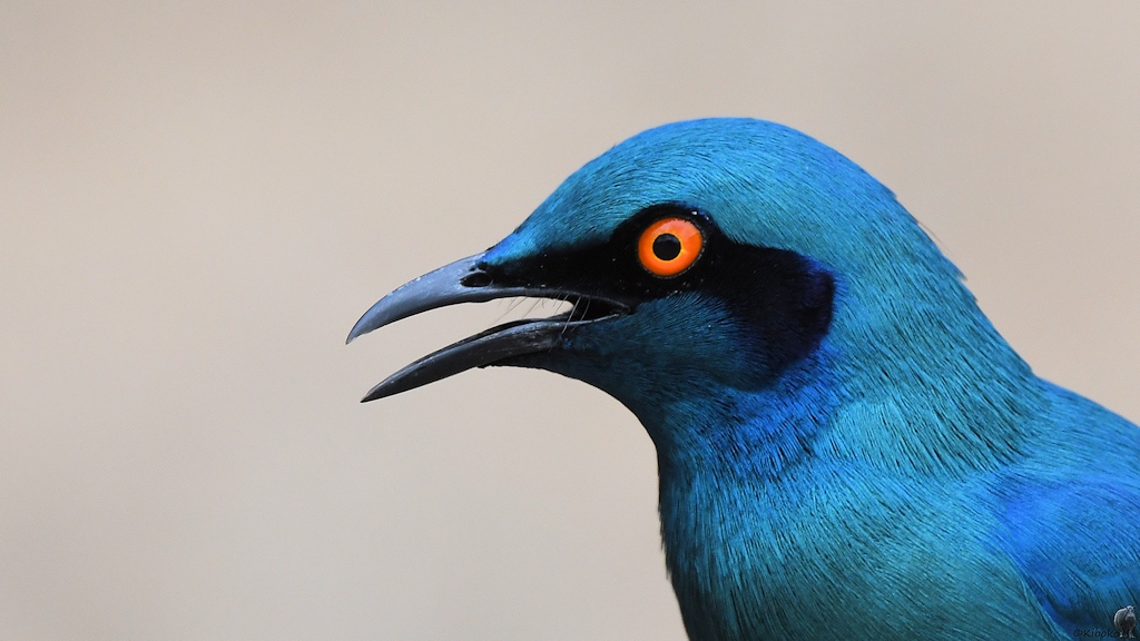 Messingglanzstar (Southern Blue-eared Starling)
Selous Game Reserve

s1483 Selous Southern Blue eared Starling 9838