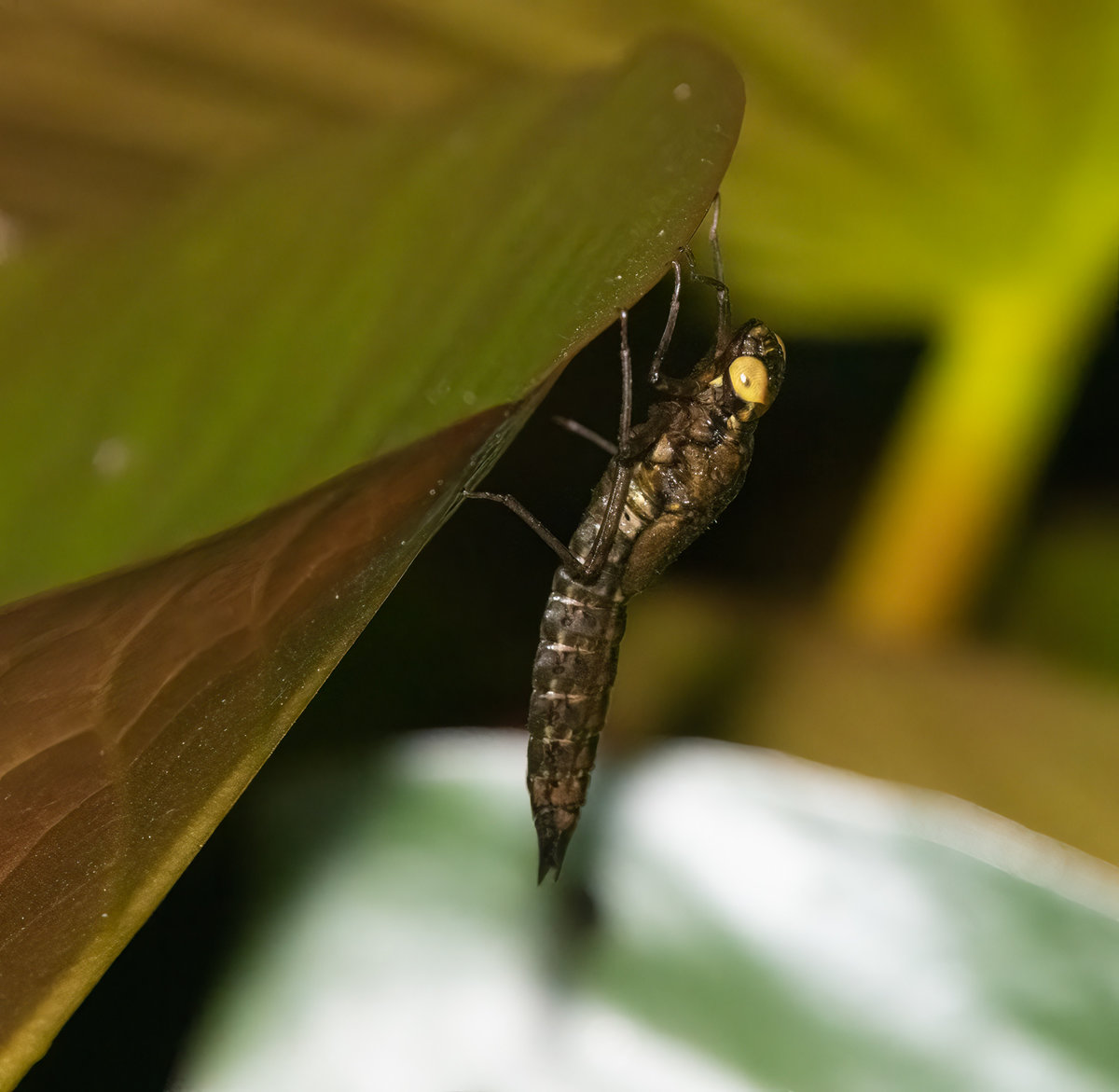 Metamorphose1.jpg