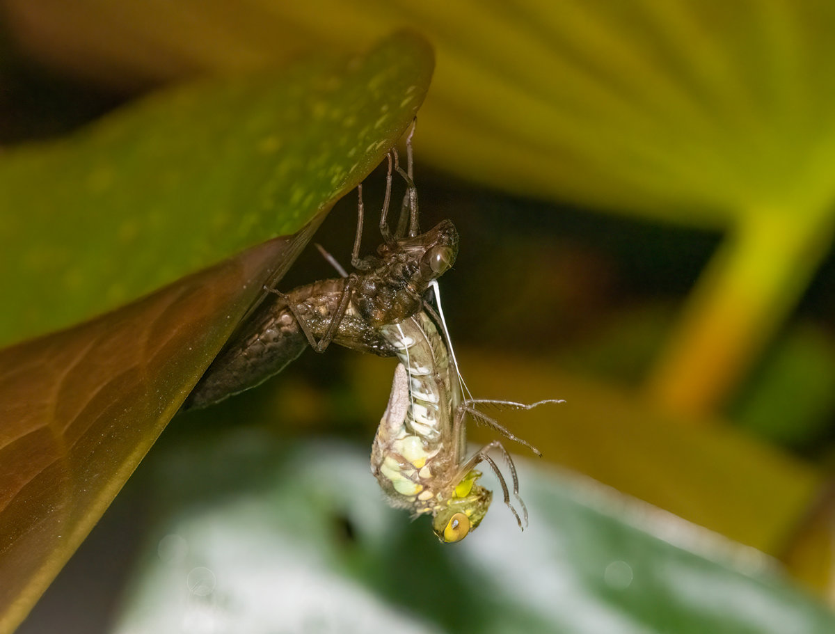 Metamorphose2.jpg