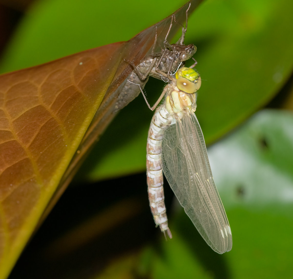 Metamorphose6.jpg