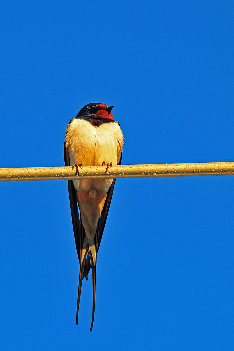 MHX 1118KAxl