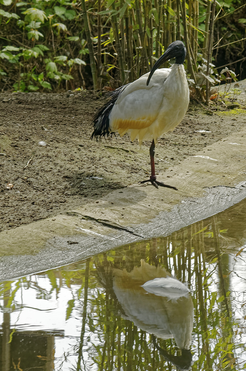 MHX2523 DxoAAxl