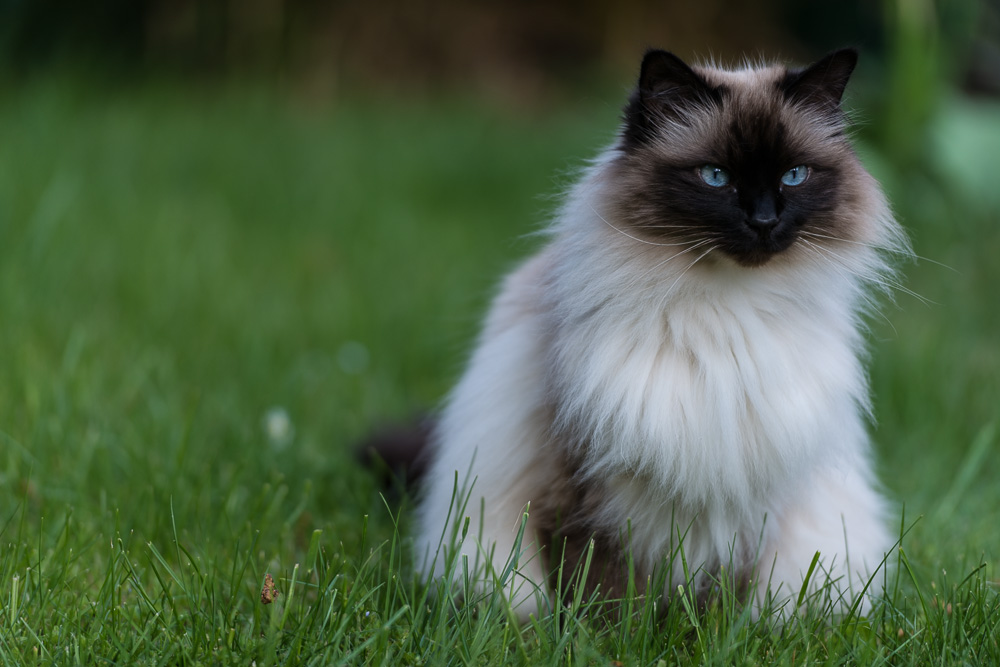 Mia